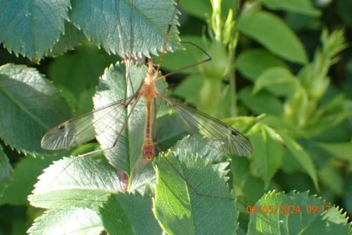 Réf. 342 434 : Tipula sp.